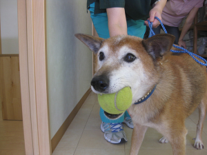 神奈川県横浜市から、福島県からの保護犬！ボール遊びが大好きなミックス犬の男の子の里親募集情報（オス／白茶）ケンの家