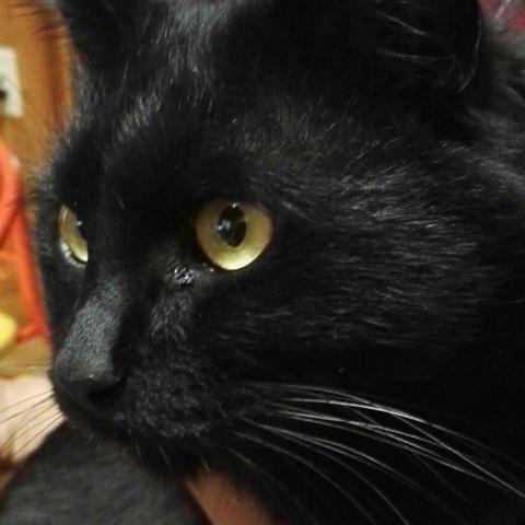 しっぽが長くてふさふさの黒猫クロちゃんです
