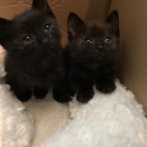 黒猫 子猫兄弟（♂♀）