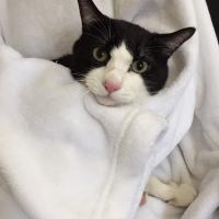 ふんばり親子猫　ハチワレ ハチワレ子猫」大阪府 - 猫の里親募集(500285) 1枚目の画像