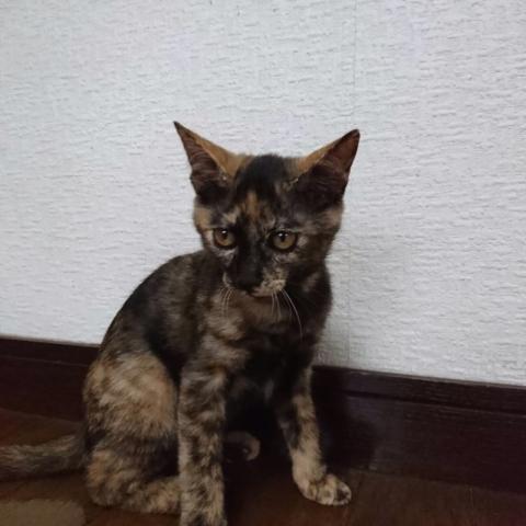 避妊済み4ヵ月半の賢いサビ猫 シエちゃん