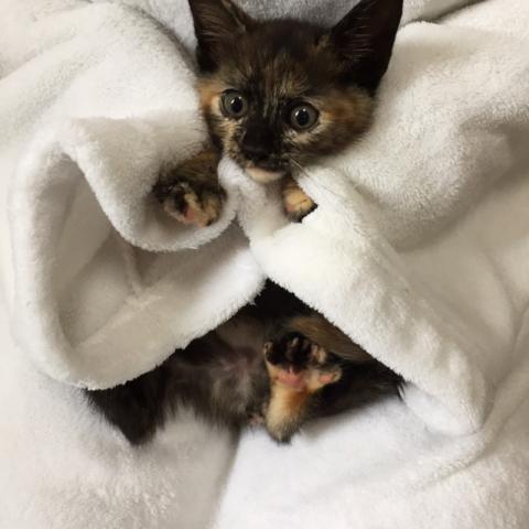 可愛い生後2ヵ月半のサビ猫ちゃん ホルちゃん