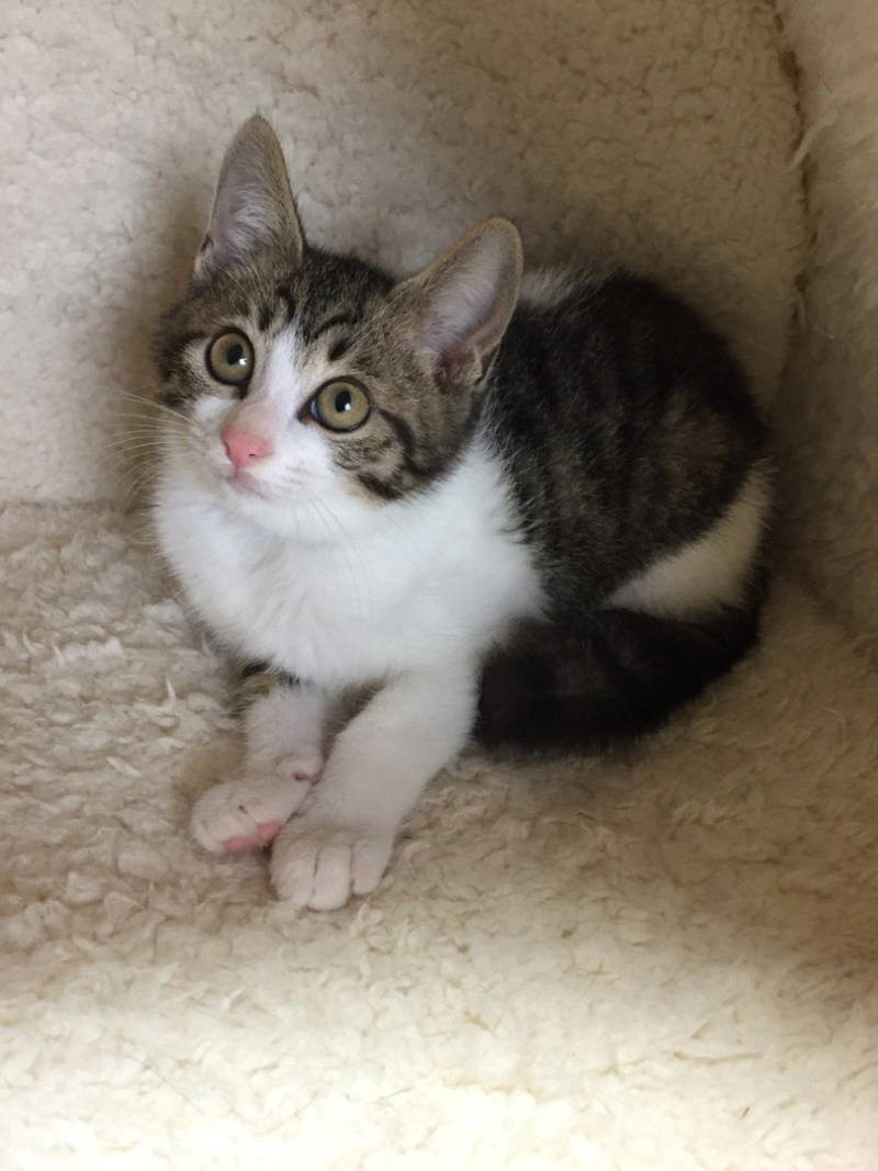 人懐っこくてやんちゃ 4ヶ月キジ白男の子 ブルくん