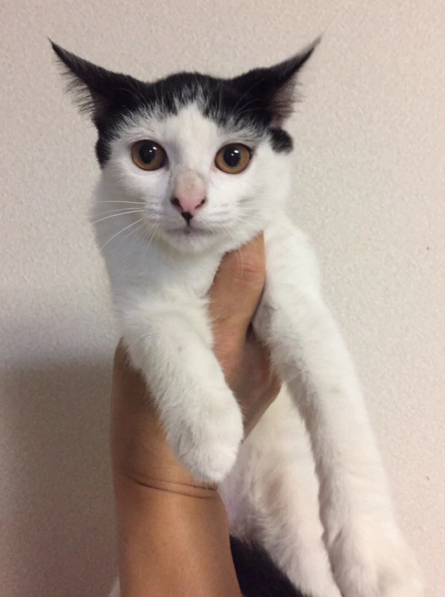 ぱっつん前髪と鼻ホクロが可愛い白黒女の子 5ヶ月半のオンザちゃん