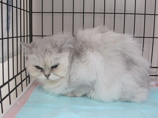 3月6日(水) 品のあるペルシャ猫チンチラ里親募集（メス／シルバー）横浜市動物愛護センター