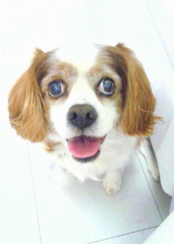 【虹の橋を渡りました】6月8日(日)「シニア犬にもチャンスを下さい！！」神奈川県鶴見区からお顔のとっても可愛いキャバリアブレンハイム里親募集情報（メス／茶白）一般社団法人アルマ