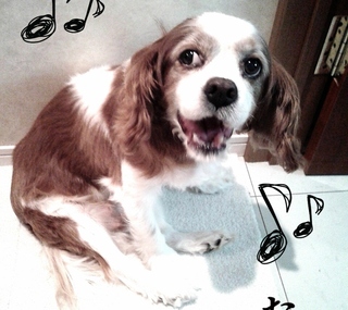 【虹の橋を渡りました】6月8日(日)「シニア犬にもチャンスを下さい！！」神奈川県鶴見区からお顔のとっても可愛いキャバリアブレンハイム里親募集情報（メス／茶白）一般社団法人アルマ