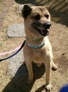 【トライアル決定】7月7日(月)東京都町田市より笑顔が可愛い穏やかな性格のミックス犬の男の子里親募集情報（オス／茶）一般社団法人アルマ