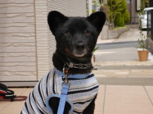 神奈川県横浜市から、人が大好きな甘えん坊♪小熊のような愛らしい容姿の甲斐犬ミックスの男の子の里親募集情報（オス／黒）ケンの家