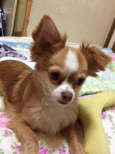 6月15日(日)神奈川県横浜市から辛い疥癬も克服したふわふわ毛並の可愛いミックス犬の男の子里親募集情報（オス／茶）ケンの家