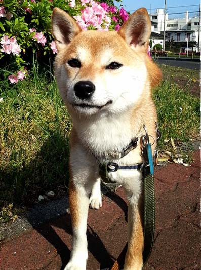 【トライアル決定】8月18日(月)東京都からお散歩大好き！とっても元気でおてんばな柴犬の女の子里親募集情報（メス／白茶）一般社団法人アルマ