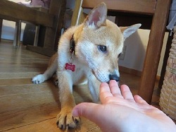 【トライアル決定】8月7日(木)東京都世田谷区から、ナデナデして貰うのが大好きな甘えん坊子犬の女の子の里親募集情報（メス／白茶）アグリ犬猫里親会