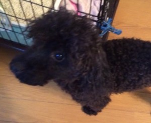 【里親さん決定】10月27日(月)神奈川県寂しがり屋でまだ手はかかるけどまっ黒のクルクル毛がなんとも可愛いフレンドリーなトイプードルの子犬の男の子の里親募集情報（オス／黒）ケンの家
