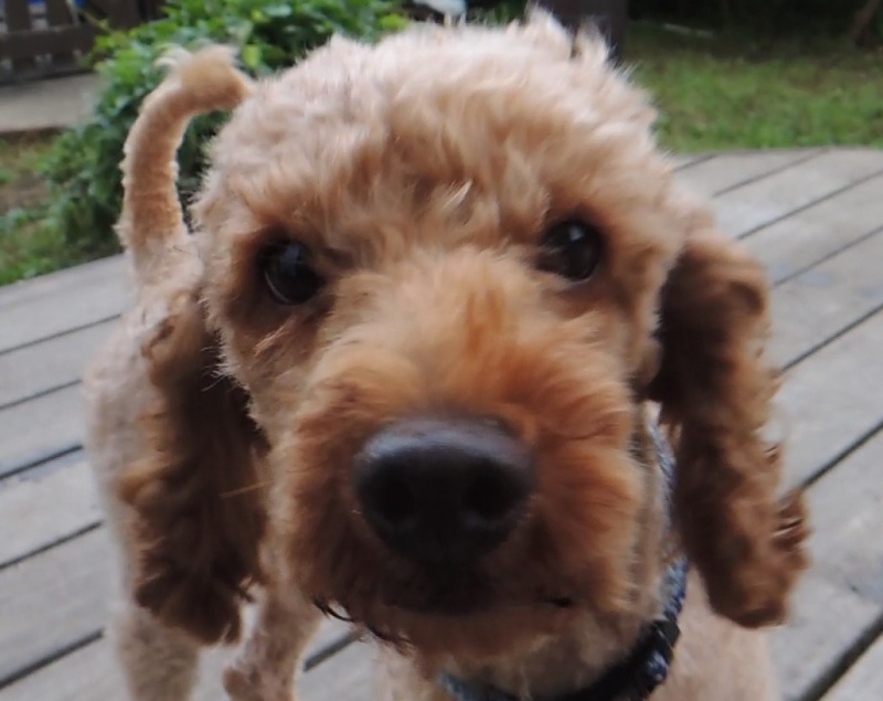 静岡県から行政より保護された可愛いお顔のトイプードル里親募集情報（オス／茶）GO保護犬GO