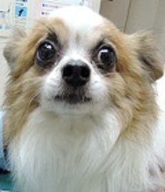 【里親さん決定】10月20日(月)静岡県から処分場への返還複数回・・めざせ優秀犬！！可愛いパピヨンの里親募集情報（オス／白茶）GO保護犬GO