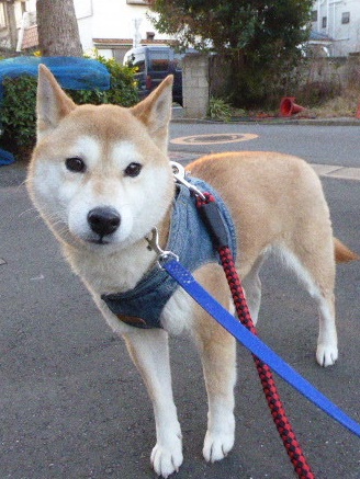 東京から最初は人見知りもありますがお顔が可愛い柴犬の里親募集情報（メス／白茶）一般社団法人アルマ