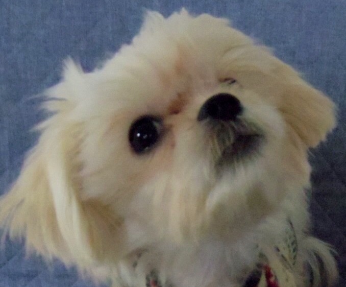 静岡県から元気いっぱいのシーズー＆ダックスのMIXワンちゃん里親募集情報（メス／白）GO保護犬GO