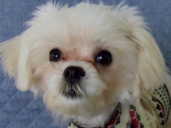 静岡県から元気いっぱいのシーズー＆ダックスのMIXワンちゃん里親募集情報（メス／白）GO保護犬GO