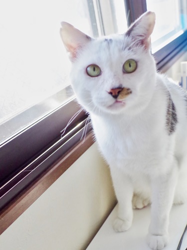 東京都から人懐こくて甘えん坊さんの可愛い白キジ猫里親募集情報（オス／白黒）一般社団法人アルマ