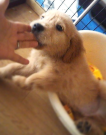 募集終了 5月19日 火 埼玉県ふじみ野市からやんちゃで元気いっぱいの可愛いゴールデンレトリバーの里親募集情報 オス 白茶 ペット里親会