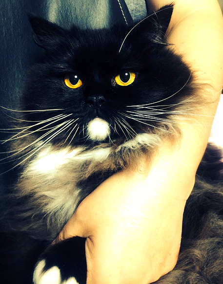 埼玉県からお顔が可愛い美人猫のノルウェージャン＆スコティッシュホールドMIX里親募集情報（メス／白黒）ペット里親会