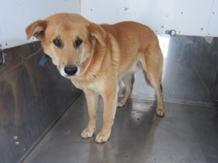 3月20日(金) 千葉県多古町で保護された悲しそうな表情で怯えた様子の大型犬MIX迷子情報（オス／茶）千葉県動物愛護センター