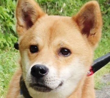静岡県から何よりも人が大好きな甘えん坊ミックス犬の里親募集情報（オス／白茶）GO保護犬GO