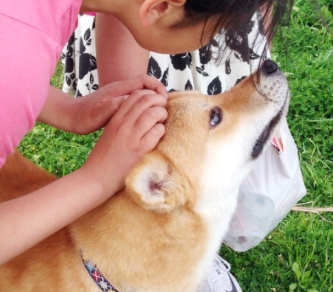 静岡県から何よりも人が大好きな甘えん坊ミックス犬の里親募集情報（オス／白茶）GO保護犬GO