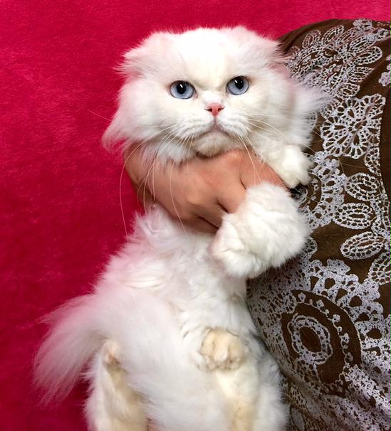 埼玉県ふじみ野市から抱っこが大好き甘えん坊ペルシャ猫MIXの里親募集情報（メス／白）ペット里親会