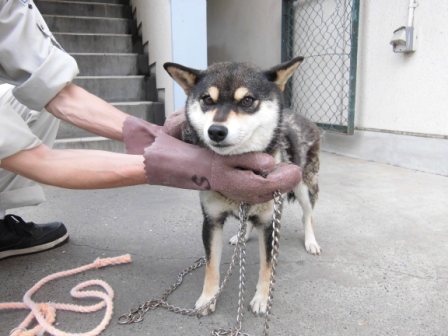 6月23日（火）千葉県富里市で赤い首輪と鎖付きで保護された整った顔立ちの美人柴犬迷子情報（メス／黒茶）千葉県動物愛護センター
