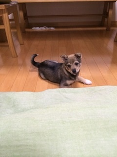 東京都世田谷区から保護時は緊張気味でしたが今では人懐こくて可愛いミックス犬の里親募集情報（メス／灰茶）アグリ犬猫里親会