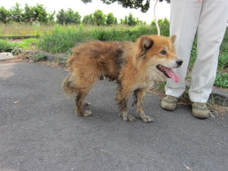 6月21日（日）千葉県香取市で赤い首輪付きで保護された散々歩いたのか泥だらけのMIX迷子情報（オス／茶黒）千葉県動物愛護センター