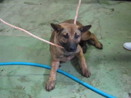 収容期限８ ２７までです ８月２５日 火 千葉県香取郡で保護されたとても可愛い雑種犬の迷子情報 オス 茶黒 千葉県動物愛護センター
