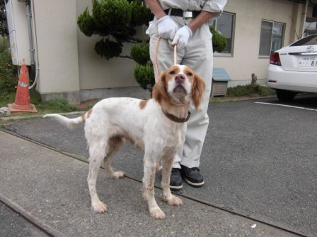 収容期限9月28日までです 9月16日 水 千葉県富里市で保護されたとても可愛いセッター犬の迷子情報 メス 白茶 千葉県動物愛護センター