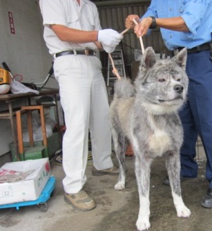 【収容期限本日までです！】9月17日（木）千葉県香取市で保護された灰色の体をした秋田犬の迷子情報