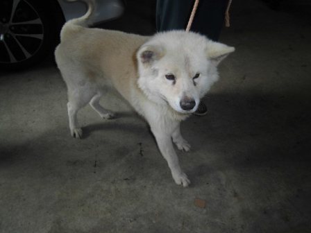 【収容期限１０月２９日までです！】１０月２７日（火）千葉県八街市で保護された茶色い首輪をつけた秋田犬の迷子情報