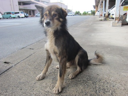 【収容期限10月15日までです！】10月12日（月）千葉県匝瑳市で保護された、雑種犬の迷子情報