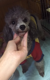 埼玉県ふじみ野市から先ほど掲載したライくんの兄弟犬のプードル里親募集情報