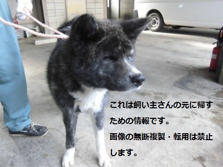 【収容期限１月７日までです！】１月３日（日）千葉県八街市で保護された青色首輪をつけた秋田犬の迷子情報