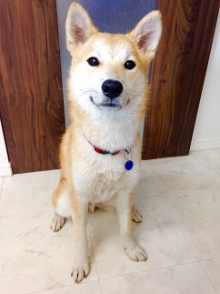 茨城県からお散歩と人間が大好きな甘えん坊な中型MIX犬の里親募集情報