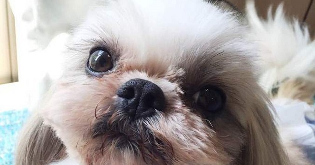 募集中 埼玉県北葛飾郡からブリーダーにより放棄されたシーズーの男の子の里親募集情報 オス 茶白 アイドッグ レスキュー隊